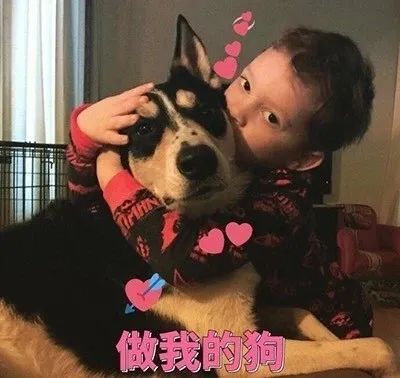 夜半总听汪汪汪,惹人心惊又肉跳,主人却说