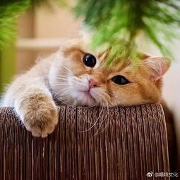 俄罗斯橘猫竟然胖成这个样子