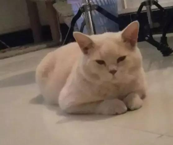网友花1000元买小蓝猫,六个月后猫咪褪色,变成大橘猫养不起