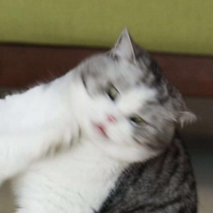 猫系列情侣头像猫咪情侣头像可爱图片