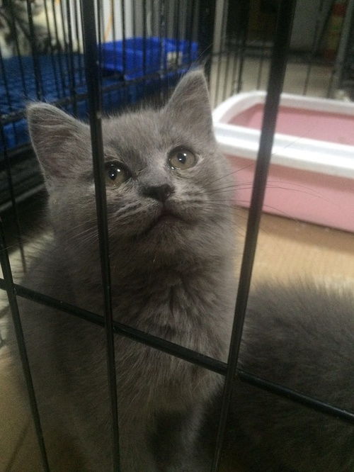 蓝猫抱窝单抓的联系