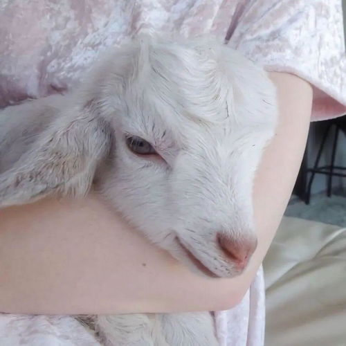 小羊头像敲可爱动物头像风急天高猿啸哀,肥肉快和我拜拜