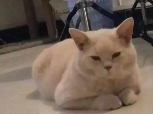 网友一千买的小蓝猫,六个月后褪色了,变成橘猫后网友被吃垮