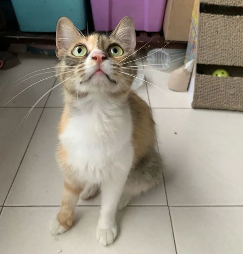 一个女生在喂猫头像喂猫