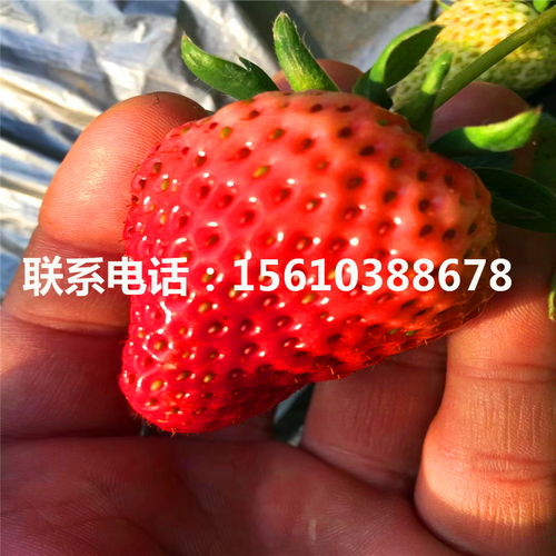 妙香草莓苗种植基地妙香草莓苗供应价格-黄页88网