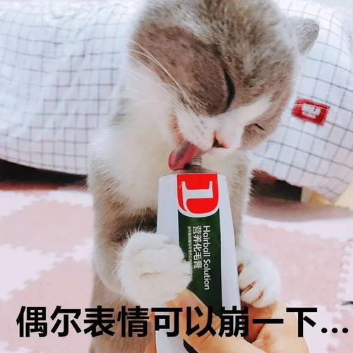 所有女生都想养一只它,就连不喜欢猫的也...猫圈话题
