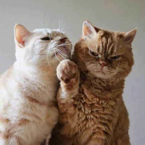 这只猫想要亲另一只猫,另一猫一开始只是委婉拒绝,最后...