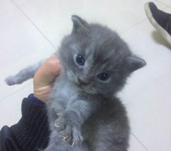 送给女朋友一只小蓝猫,三个月后再见,忍不住笑到肚子疼怎们这么大一坨
