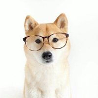 柴犬狗头像图片大全微信头像图片大全