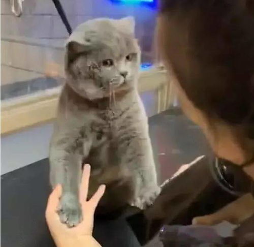 小姐姐给蓝猫吹毛,吹到蓝猫肚子时,猫咪的反应让她顿时不淡定了
