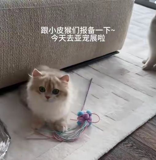 黄晓明曾经爱过baby,可也只是曾经,希望别再打扰他