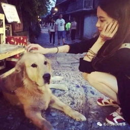 养了两只金毛同时把铲屎的当人肉坐垫使主人,谁让你不是女的...