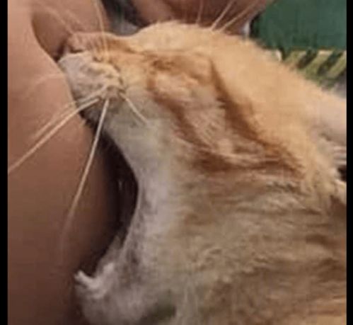 女孩来喂猫咪,结果却被对方直接咬了一口,猫看我饿猫捕食