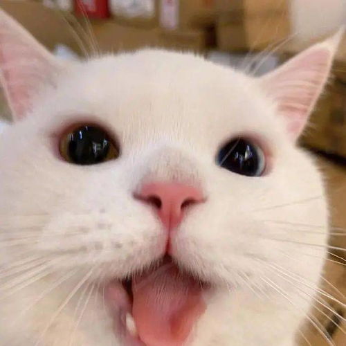 头像好看微信头像