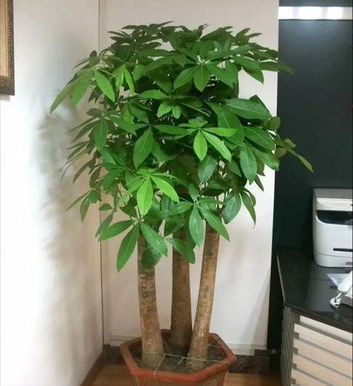 4种超级耐旱花,2个月不管它,枝繁叶茂开爆花