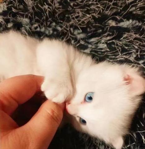 花猫生下一只雪白的猫,不愿意喂奶,怀疑它投错胎了