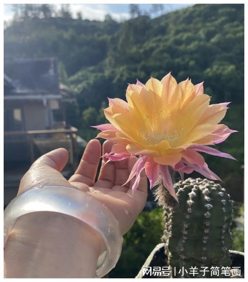 浙江一女子,因把仙人球养到极致而走红,引来无数网友打卡