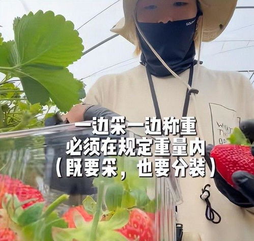 草莓女生头像图片大全采摘