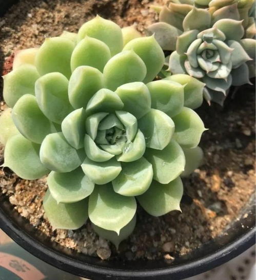 10种仙气飘飘的多肉谁看了都喜欢让你养一次就上瘾