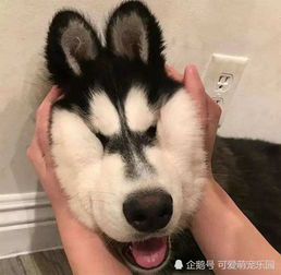 如何看待现在年轻人喜欢吸猫撸狗的现象