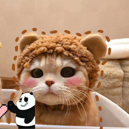 可爱打盹猫头像女生萌打盹