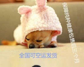 出售纯种巴哥幼犬宝宝可爱健康质量保证欢迎选购