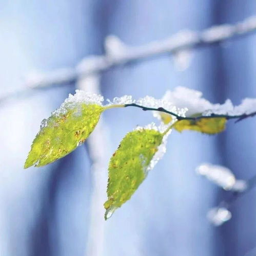 今日小雪