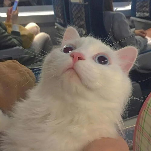 可爱猫咪头像大胆点生活你没有那么多观众