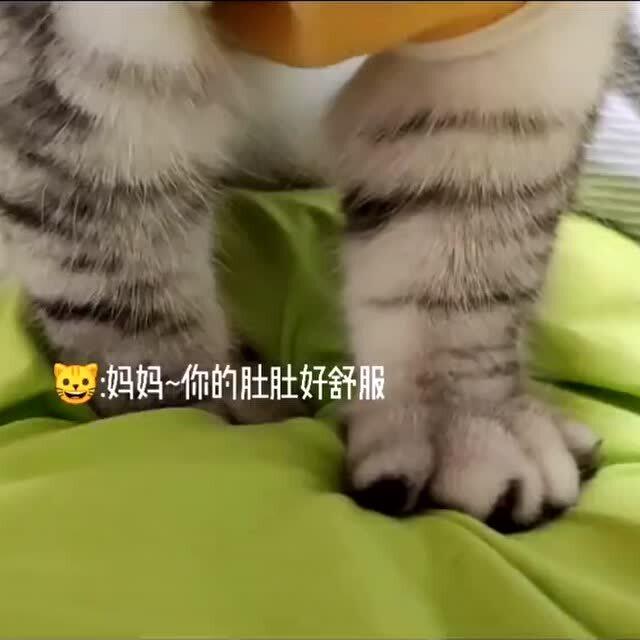 据说,猫比较喜欢肉肉的女孩子