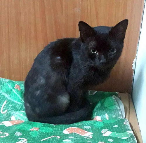 因为一只猫,小伙和在一起两年的女友分手你可以不喜欢黑猫,但你没权利丢掉我的宝贝