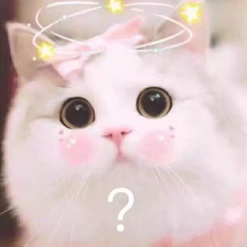 每日表情丨猪猪女孩必备