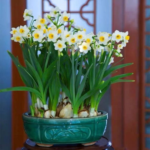 鼠年到福运旺,百花齐放大拜年,祝您圆圆满满和和美美