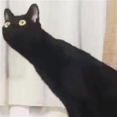 猫咪情侣头像一对两张有点搞笑的小猫咪