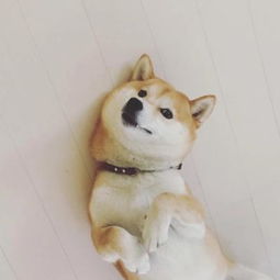 女生和狗狗头像唯美图文背影