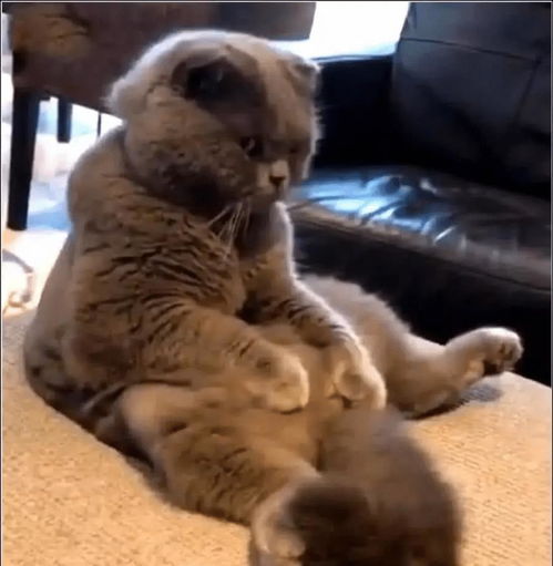 女孩强制蓝猫做绝育,回家后就发现不对劲,走近一看肠子悔青