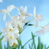 水仙花花朵头像唯美微信头像图片大全