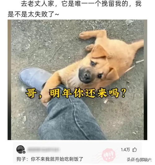 一些搞笑的神回复四川人说说,四川女孩子们到底有多温柔