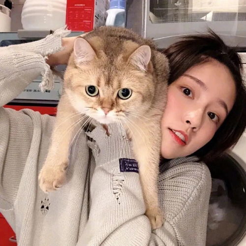 ins抱猫限定头像