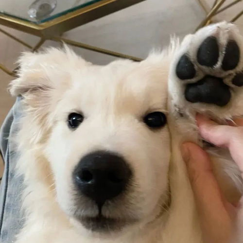动物头像第10期柴犬微笑可爱头像,看什么看,狗狗也是会害羞的