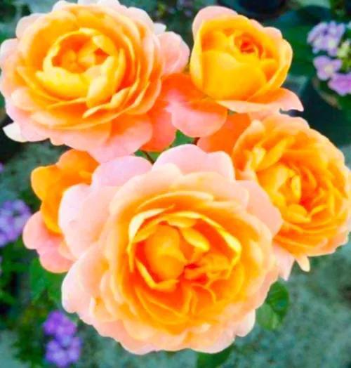 近乎完美的月季花艾帕索
