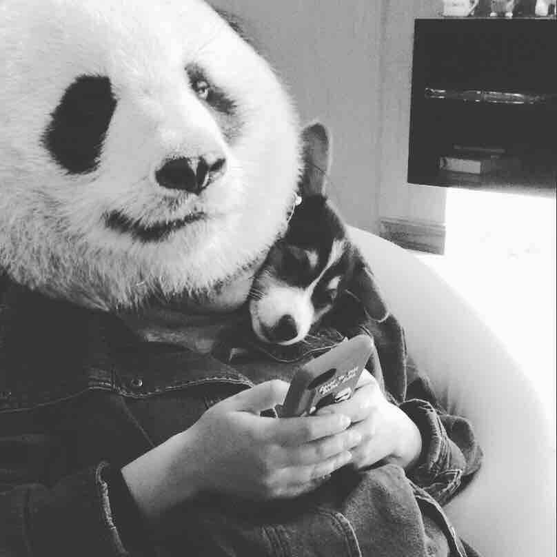 晒狗有态度真走心的女主人,每一张柯基都美的可以当壁纸