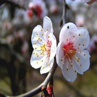 桃花美景图片大全微信头像图片大全