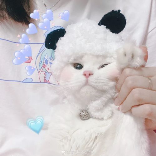女生抱猫头像我在人间贩卖黄昏,只为收集时间的温柔去见你