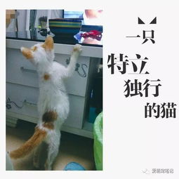 当初死活不让养猫咪的妈妈,女孩坚持喂养一年之后完全变样了