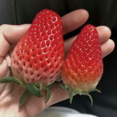 bmo草莓合集甜甜的草莓想吃风景静物头像我要个性网