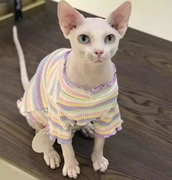 芬兰研究19个品种5726只猫,原来不同品种猫性格不一样