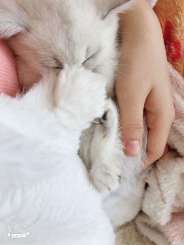 女孩去猫舍撸猫,居然被这只银渐层给赖上了,网友这猫真会撒娇