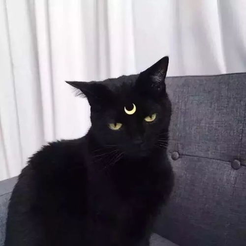 头像今日,宜吸猫