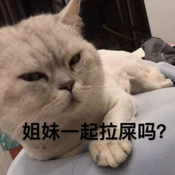 沙雕搞笑萌宠表情包