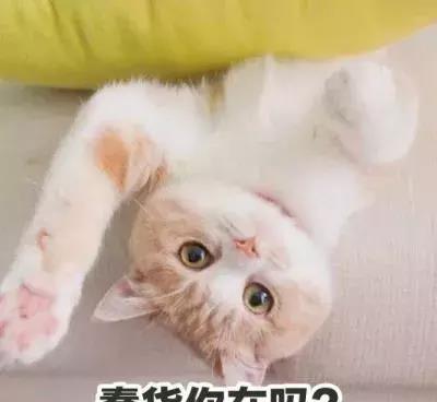 猫奴等级自测,你是资深猫奴了么